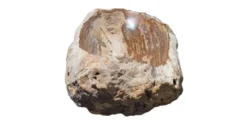 Allstone 30"x15"x6.5" Petrified Wood Stone Vessel Sink, Beige, Brown, PEWD-#266